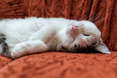 Küçük sevimli bir kedi kanepede uyuyor..