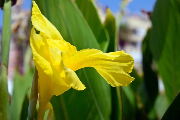 Otwórz Żółty Lily Bud Ogrodzie Bliska — Zdjęcie stockowe