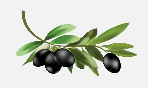 Realistic branch of black olives with green leafy twigs. Vector illustration isolated on a white background.