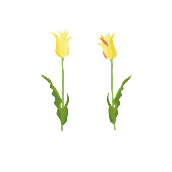 Gelbe Tulpe Blumen Vektor Illustration — Stockfoto