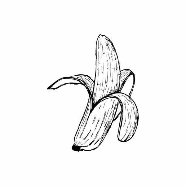 Banane Ilustrație Vectorială Stilului Schiței — Fotografie, imagine de stoc