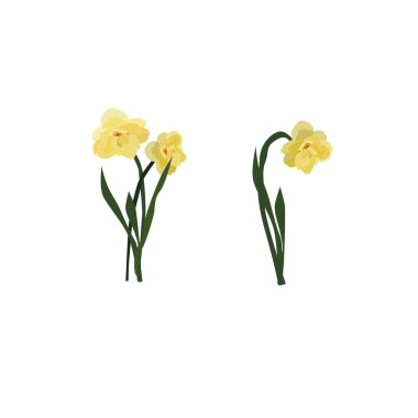 Bahar çiçekleri beyaz arka planda izole edilmiş sarı narsisler. Vektör, resim çizimi.