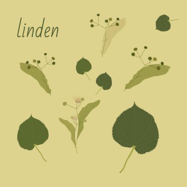 Bir dizi ıhlamur ağacı. İzole elementler. Yapraklar, çiçekler ve Linden tomurcukları. Vektör kireç ağacı