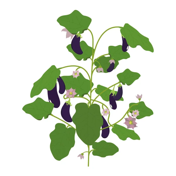 Eggplant Illustration Branch Eggplant Inflorescence Leaves — Stock Photo, Image