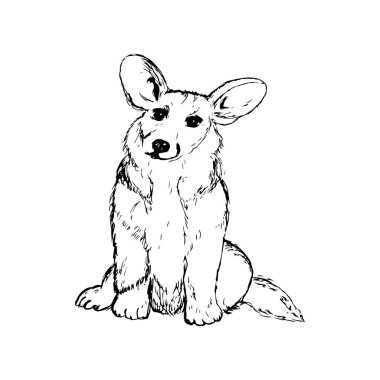 Corgi. Soyutlama. Bir illüstrasyon gravürü. Beyaz arka planda bir köpek.