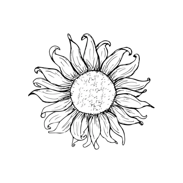 Sonnenblumenjahrgang Gravierte Illustration Sonnenblume Isoliert Vektorillustration — Stockfoto