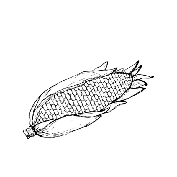 Кукурудза Органічний Електронно Овочевий Харчовий Фон Векторні Ілюстрації Стилю Ескізу — стокове фото