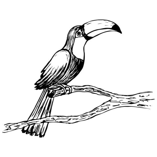 Toucan vektörünün görüntüsü. İllüzyon. Elle çizilmiş. Çizim.