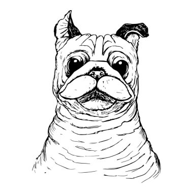 Tatlı pug dog. Çizim. siyah ve beyaz el çizildi
