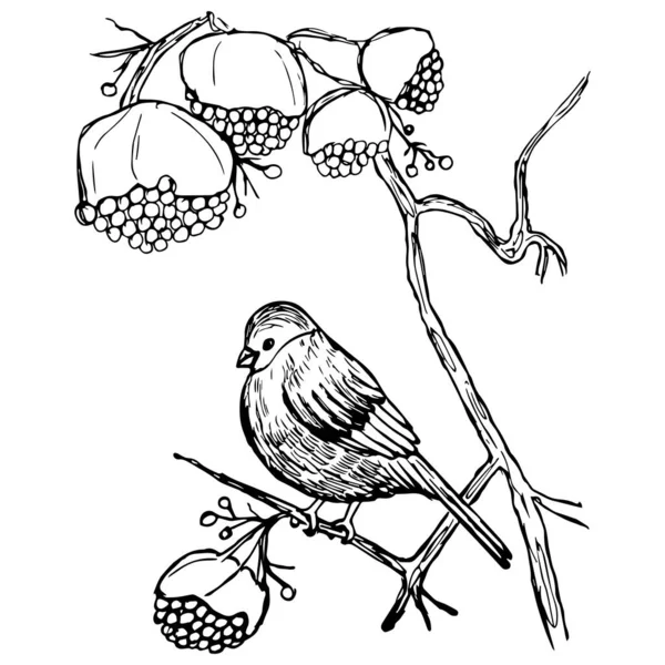 Christmas Kompozycja Bullfinch Gałęzi Rowan Białym Tle — Zdjęcie stockowe