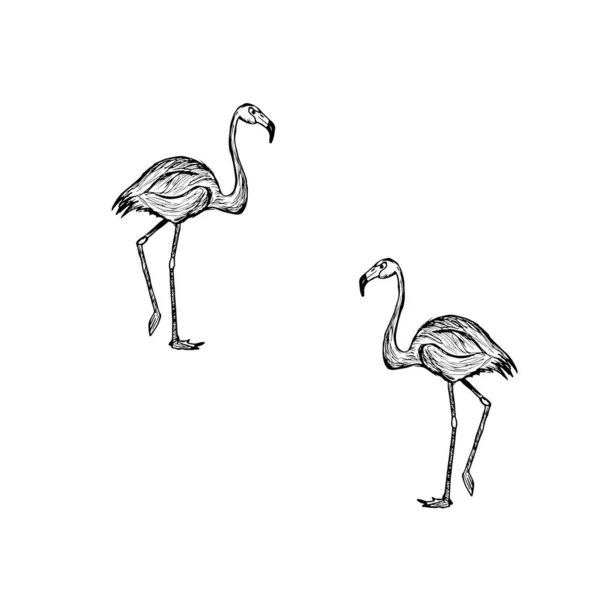 Εικονογράφηση Flamingo Τονίζεται Ένα Λευκό Φόντο — Φωτογραφία Αρχείου