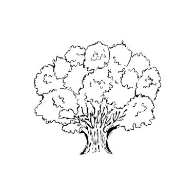 Meşe illüstrasyonu. Sembol. Büyük, güçlü bir ağaç. Çizim