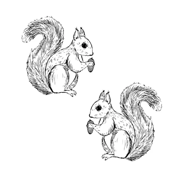 Forest Animal Squirrel Hand Drawing Sketch Black Ink White Background — Stock Photo, Image
