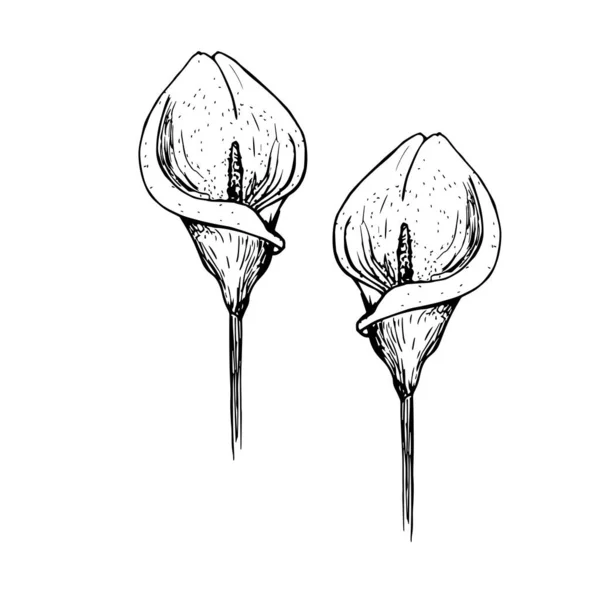 Çiçeğin deseni. Calla Lily tırmanışı ya da illüstrasyon. taslak çiziliyor