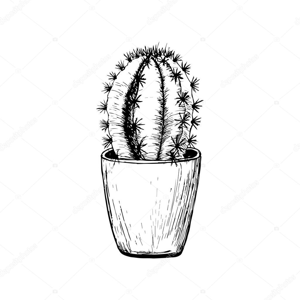Homemade cactus in a pot. illustration. Hand drawn