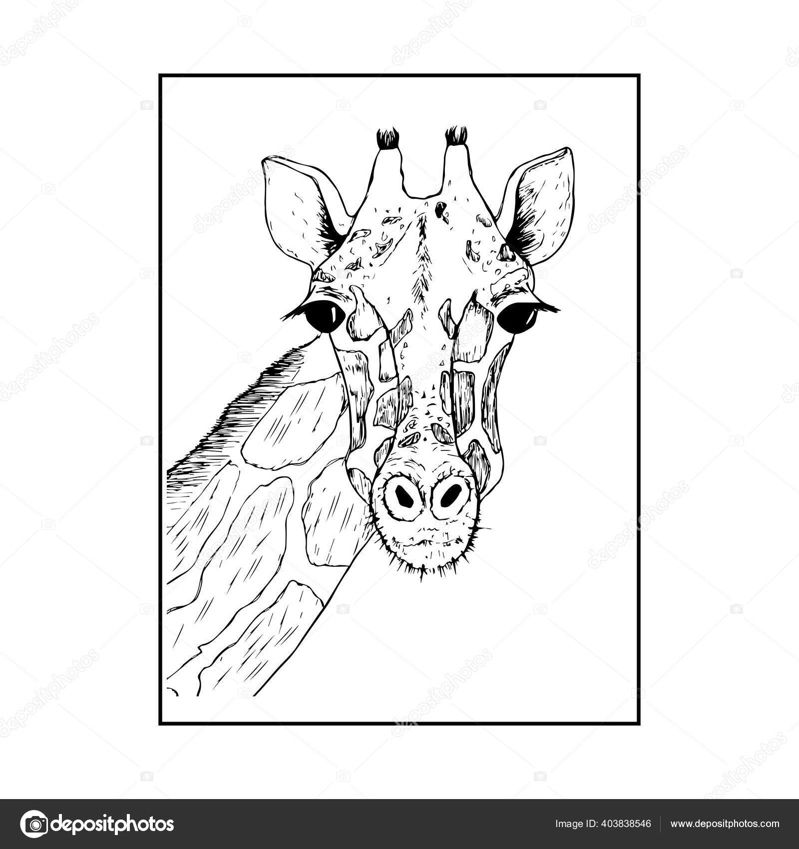 Esboço Vazio Cabeça Girafa Doodle Bonito Isolado Fundo Branco