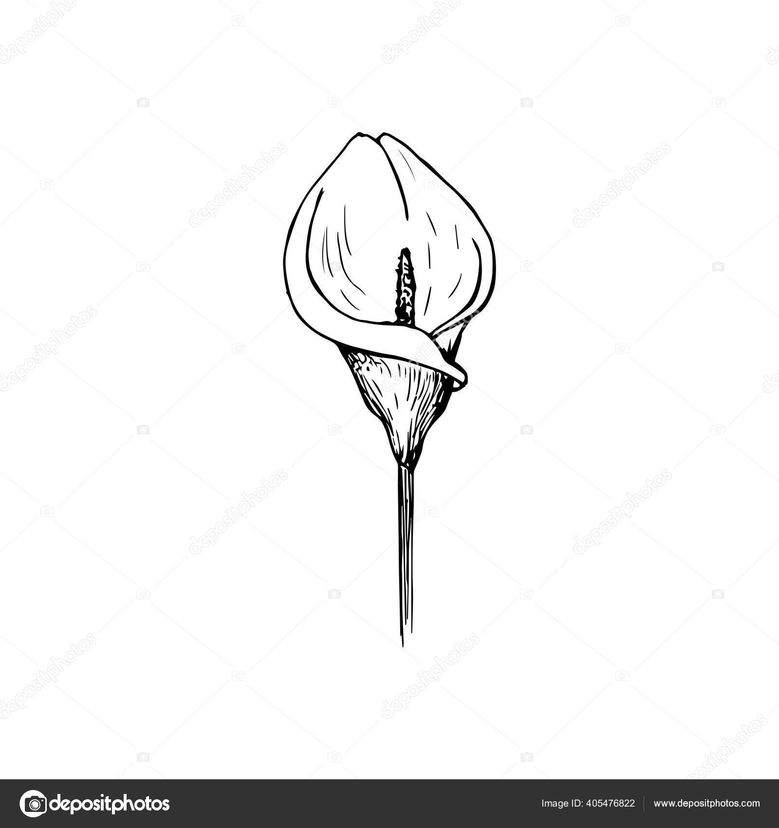 Calla Lily Black And White Clipart Flower
