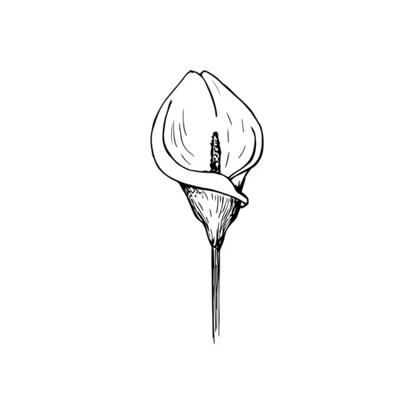 Çiçeğin deseni. Calla Lily tırmanışı ya da illüstrasyon. taslak çiziliyor