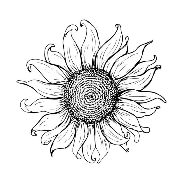 Ilustración grabada vintage girasol. Girasol aislado. Ilustración vectorial — Archivo Imágenes Vectoriales