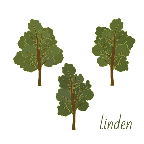 Uppsättning Lindträd Enskilda Element Blad Blommor Och Knoppar Från Linden — Stock vektor