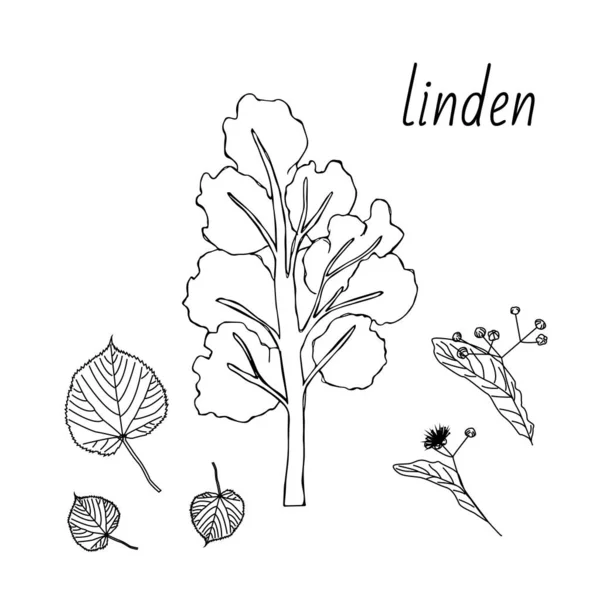 Een Stel Lindenbomen Geïsoleerde Elementen Bladeren Bloemen Knoppen Van Linden — Stockvector