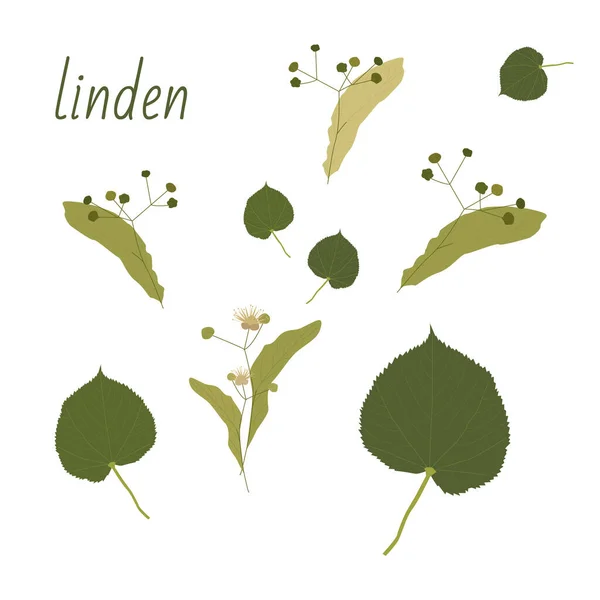 Set Copaci Linden Elemente Izolate Frunzele Florile Mugurii Din Linden — Vector de stoc