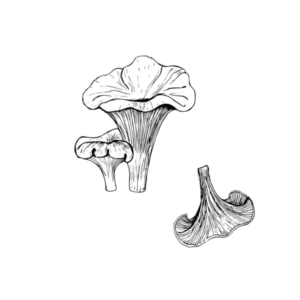 Chanterelle Sketch Van Een Chanterelle Paddestoel Geïsoleerd Een Witte Achtergrond — Stockfoto