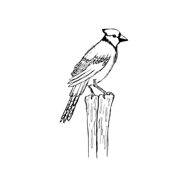Carino Uccello Con Ciuffo Isolato Uno Sfondo Bianco Schizzo — Vettoriale Stock