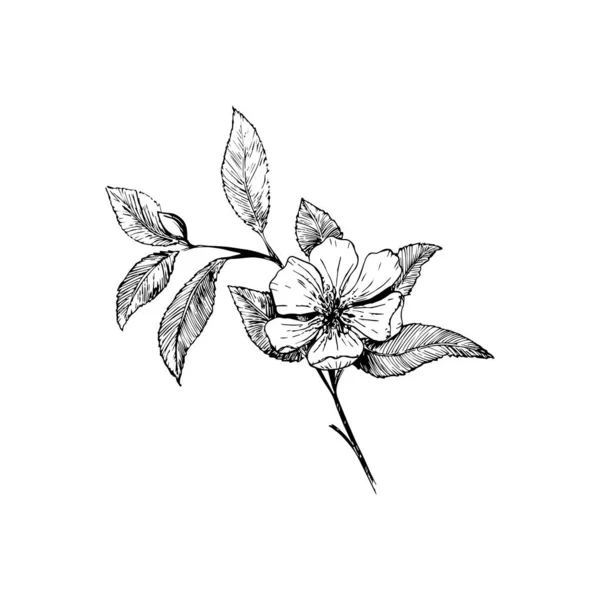 Rama Flor Cerezo Aislada Sobre Fondo Blanco Vintage Botanical Hand — Archivo Imágenes Vectoriales