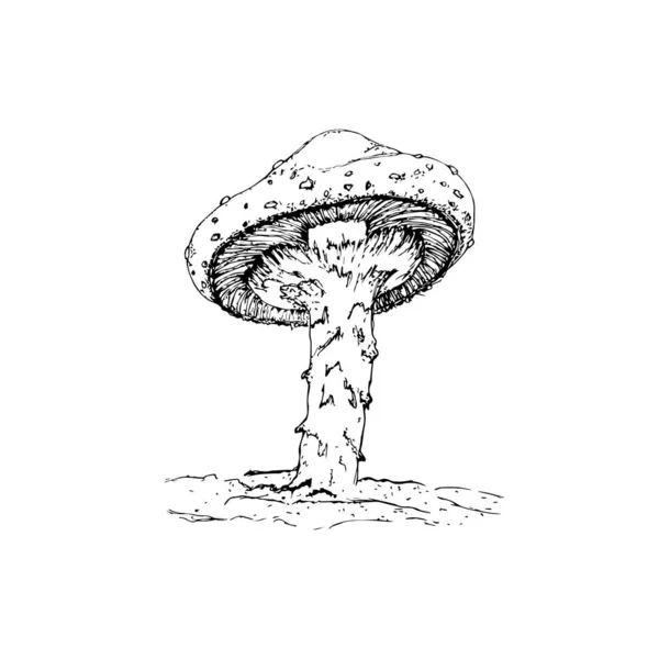天野蘑菇 有毒的毒菌飞得不可知论 手绘涂鸦 卡通素描 招贴画 徽章装饰 — 图库矢量图片