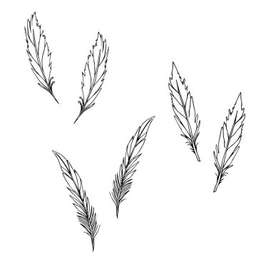 Beyaz arkaplanda el çizimi tüyler