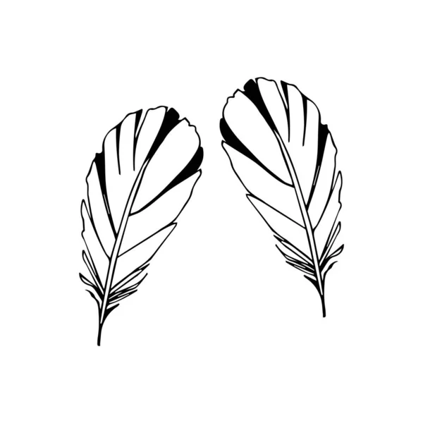 白色背景的手绘羽毛 — 图库矢量图片