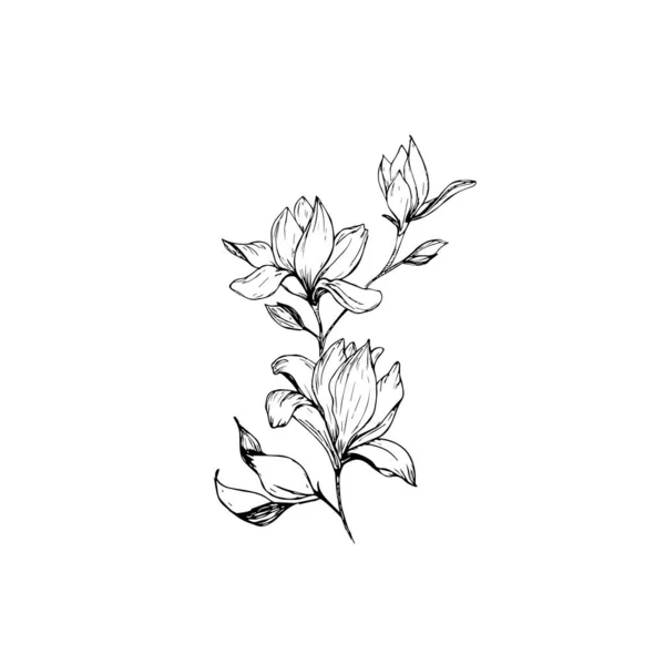 Magnolienblüten Zeichnung und Skizze mit Linienzeichnungen auf weißem Hintergrund. — Stockvektor