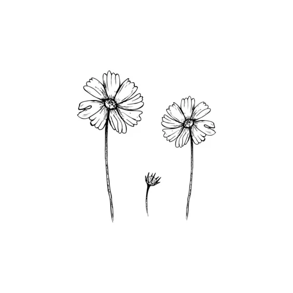 Çiçek çizimi. Cosmea Clipart çiçekleri ya da illüstrasyon. skeç