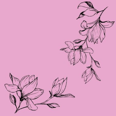 Bir dizi Magnolia çiçeği ve pembe arkaplanda doğrusal desenli bir çizim..