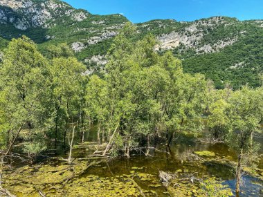 Dağlarda ağaçları olan bir göl.