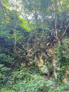 İtalya 'da ormandaki orman 