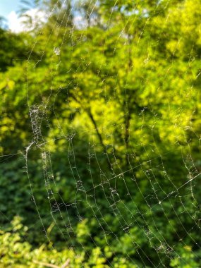 Çiy damlalı örümcek ağı