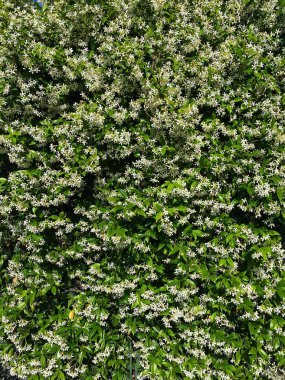 yeşil bitki tasarımı, dokusu