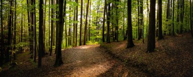 Düşmüş yapraklardan oluşan kaldırımları olan orman ağaçları. Doğa yeşil ahşap güzel güneş ışığı arkaplanı. 