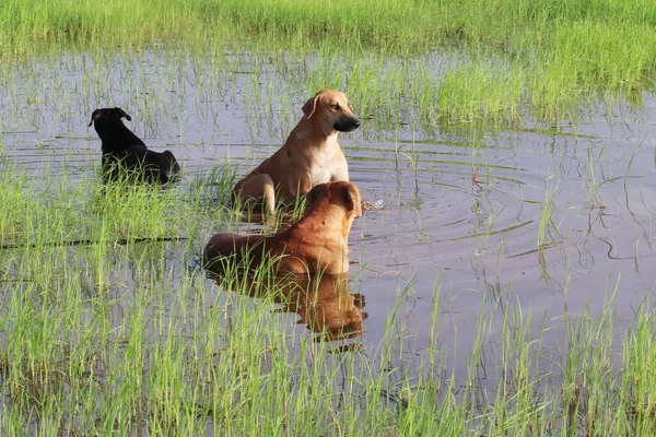 Stray dogs playing on water and cooling the body