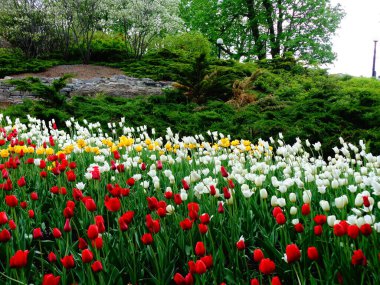 Doğayı kucaklayan bir lale tarlası 