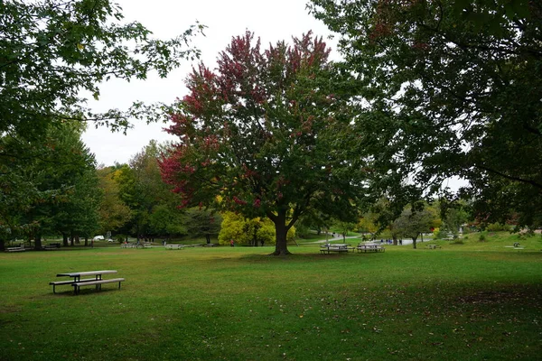 Montreal Quebec Canada Oktober 2018 Fall Beautiful Colors Tree — Stockfoto