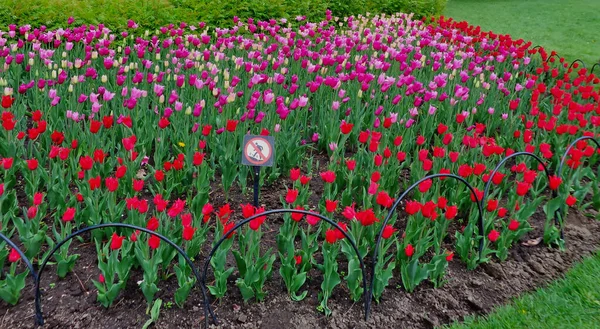 A field of blooming tulips, tulip festival Ottawa