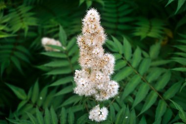 Yeşil eğreltiotu yapraklarının bulanık arka planında küçük beyaz çiçekler. Çiçeklerdeki karıncalar.