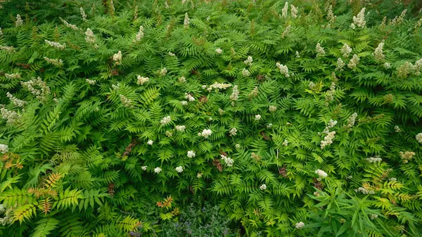 Field Green Fern Leaves Little White Flowers — Stock Photo, Image