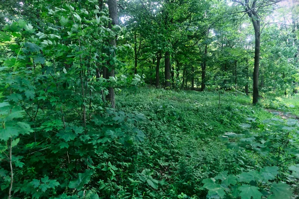 Zöld Erdők Egy Hegy Mount Royal Montreal — Stock Fotó