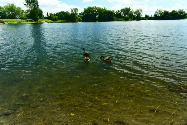 Trois Cygnes Canada Nagent Une Seule Ligne Dans Fleuve Saint — Photo