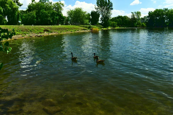 サンローラン川 ラピデス公園 モントリオール カナダの3つのカナダのゴーズが1行で泳ぐ — ストック写真