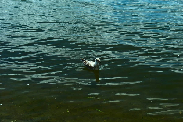 Spokojna Mewa Larus Pływa Saint Laurent River Rapides Park Montreal — Zdjęcie stockowe